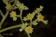 Mastixia arborea subsp. arborea